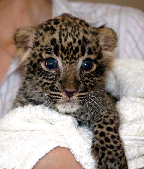 豹の赤ちゃん ターレック君 Wapigapicha Club